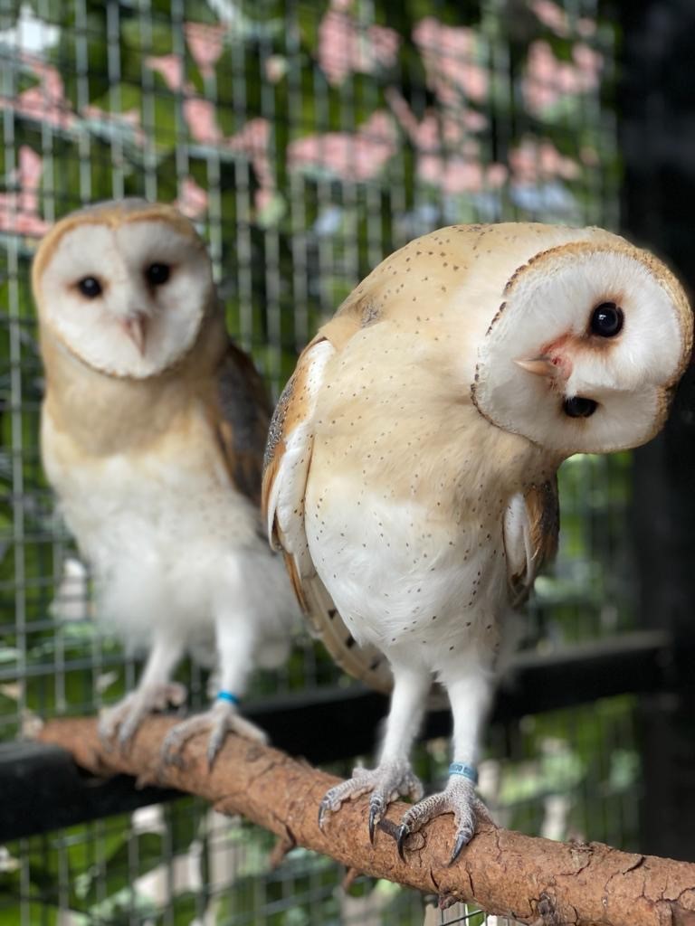 It's International Owl Awareness Day | Mulberry Homes